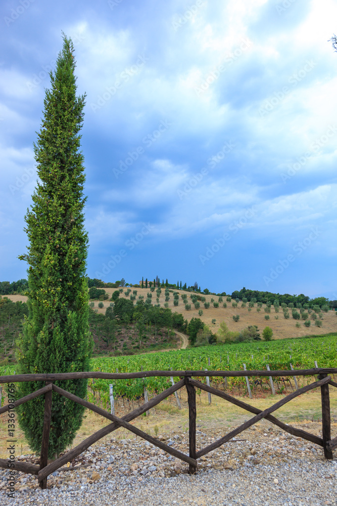 Fototapeta premium Rolling vineyards and olive trees on golden clay soil, framed by a rustic fence, pyramid cypress trees, and a cloudy blue sky
