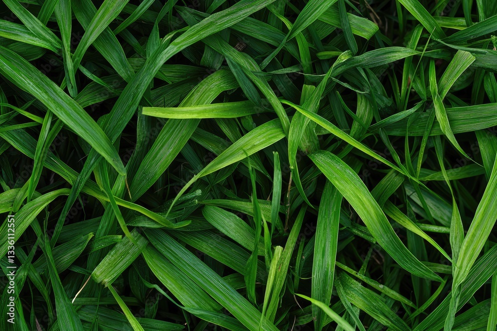 Close up view of fresh green long blades of grass Close up view of fresh green long blades of grass