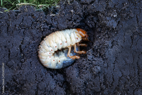 Close-up of a May beetle larva (Melolontha) in the soil. A macro photograph, a detailed image of a large white May beetle larva (Melolontha) wriggling in rich dark soil.