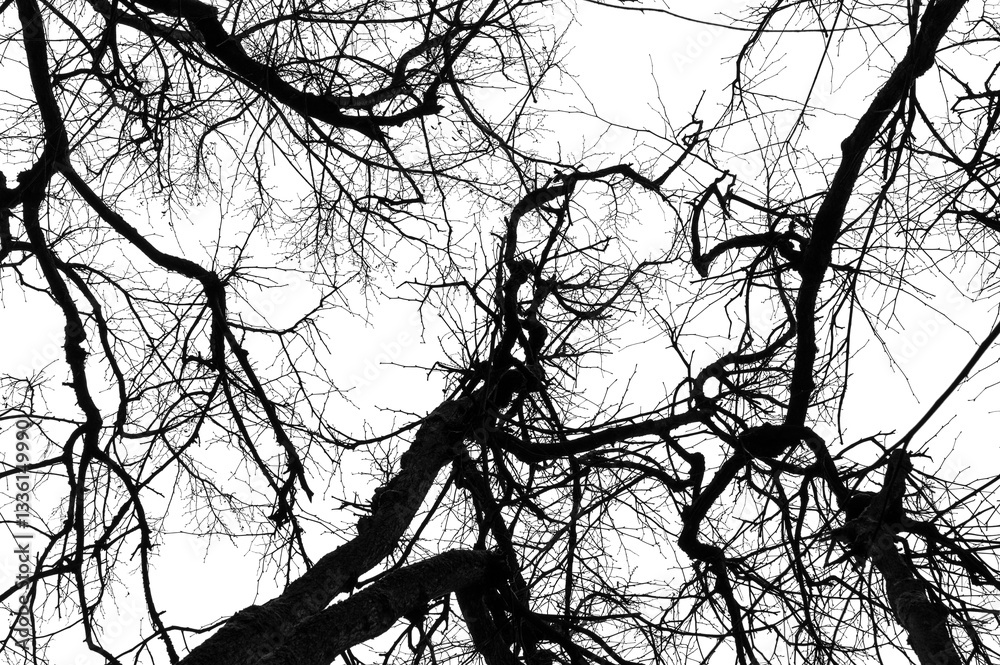 Tree branches isolated on white background. Dead tree without leaves. Black trees silhouettes on sky background. Bare branches trees in winter. Branch pattern texture.