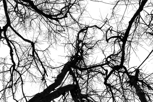 Obraz na płótnie Tree branches isolated on white background. Dead tree without leaves. Black trees silhouettes on sky background. Bare branches trees in winter. Branch pattern texture. w salonie