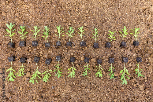 Young matthiola flower seedlings in soil blocks laid out on a flower bed ready for spring planting. photo
