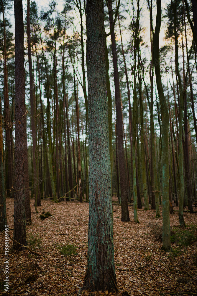 forest in autumn forest in autumn