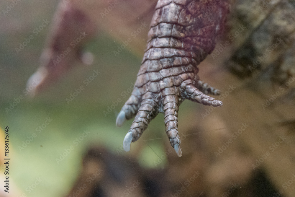 Obraz premium Close-up of a paw with crocodile claws in the water. Zoo concept, animal protection, wildlife