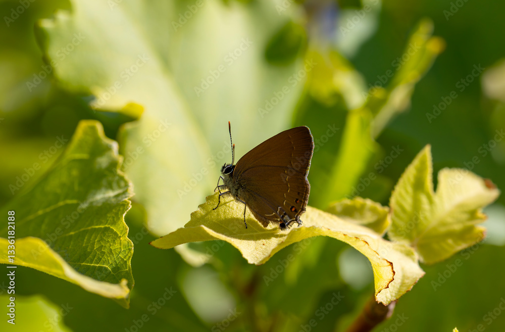 brown tiny butterfly on green leaf, Zap Hairstreak, Satyrium zabni