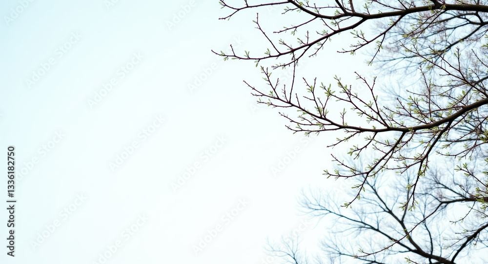 Obraz premium delicate tree branches with vibrant green leaves against a pale sky