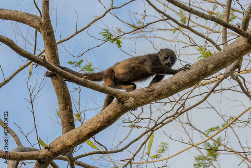 Howler Monkey, baby, gibbon, tier, säugetier, wild lebende tiere, baum, natur, wild, fell, braun, wald, hübsch, dschungel, costa rica
