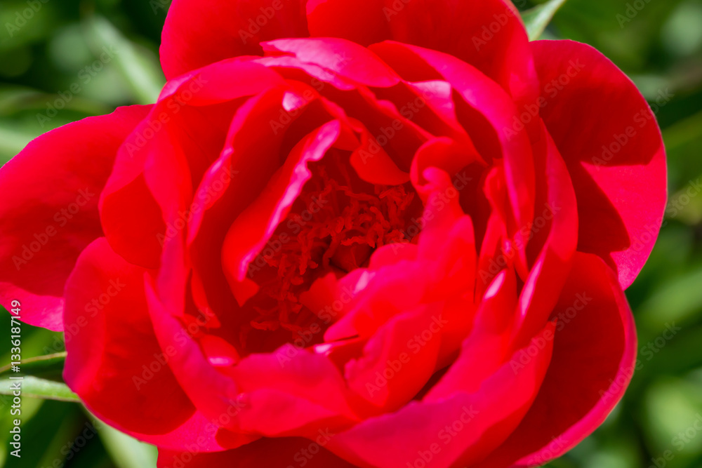 Blossoming red peony close up on background of green leaves. Beauty in nature. Design ideas. Paeonia. Selective focus, defocus Blossoming red peony close up on background of green leaves. Beauty in nature. Design ideas. Paeonia. Selective focus, defocus