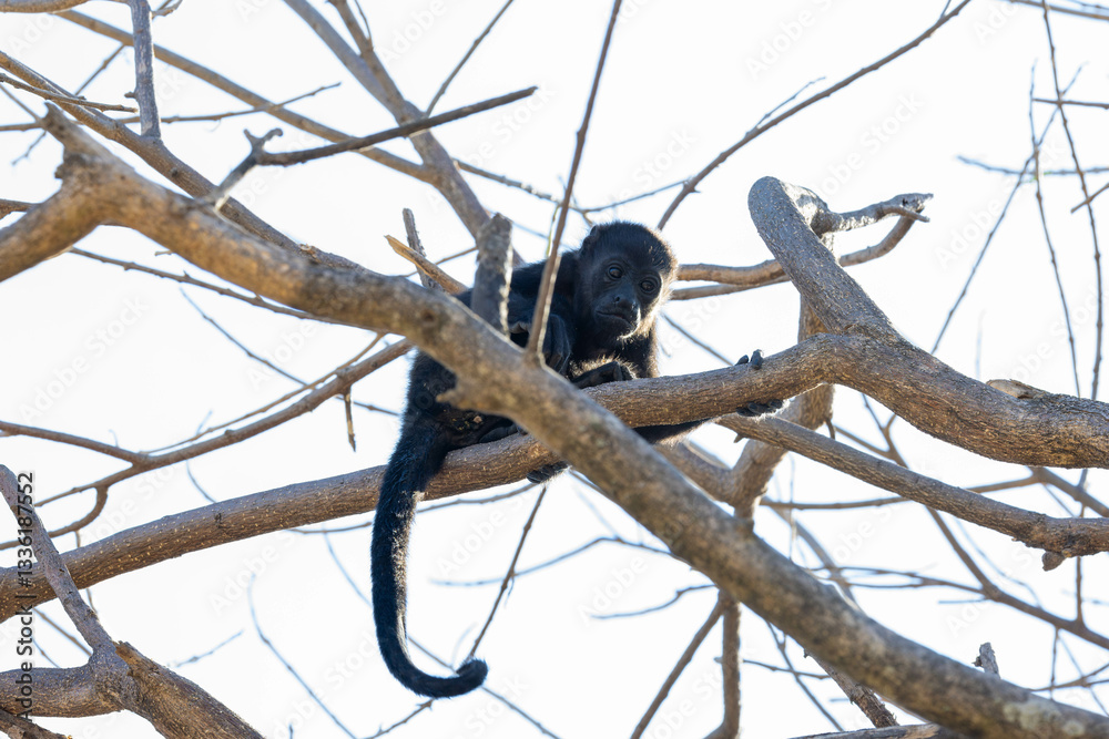 Howler Monkey, baby, gibbon, tier, säugetier, wild lebende tiere, baum, natur, wild, fell, braun, wald, hübsch, dschungel, costa rica Howler Monkey, baby, gibbon, tier, säugetier, wild lebende tiere, baum, natur, wild, fell, braun, wald, hübsch, dschungel, costa rica
