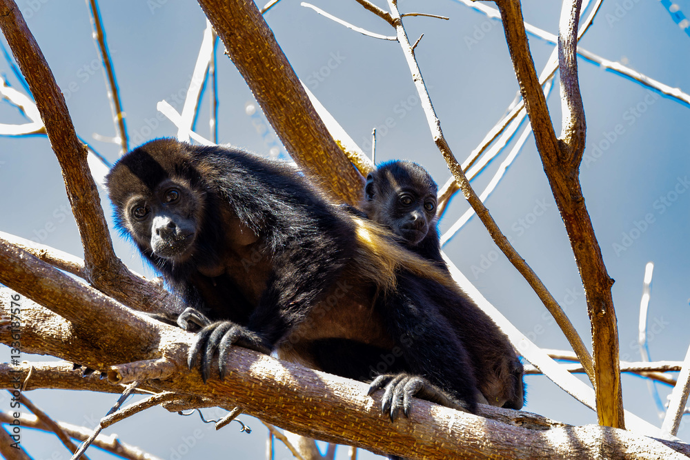 Howler Monkey, baby, gibbon, tier, säugetier, wild lebende tiere, baum, natur, wild, fell, braun, wald, hübsch, dschungel, costa rica