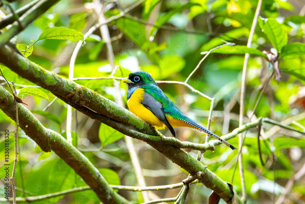 Black-throyted Trogon, bird, wild lebende tiere, tier, natur, wild, schnabel, baum, ast, feather, costa rica, exotisch, dschungel, gelb, schön, bunt, blau, green