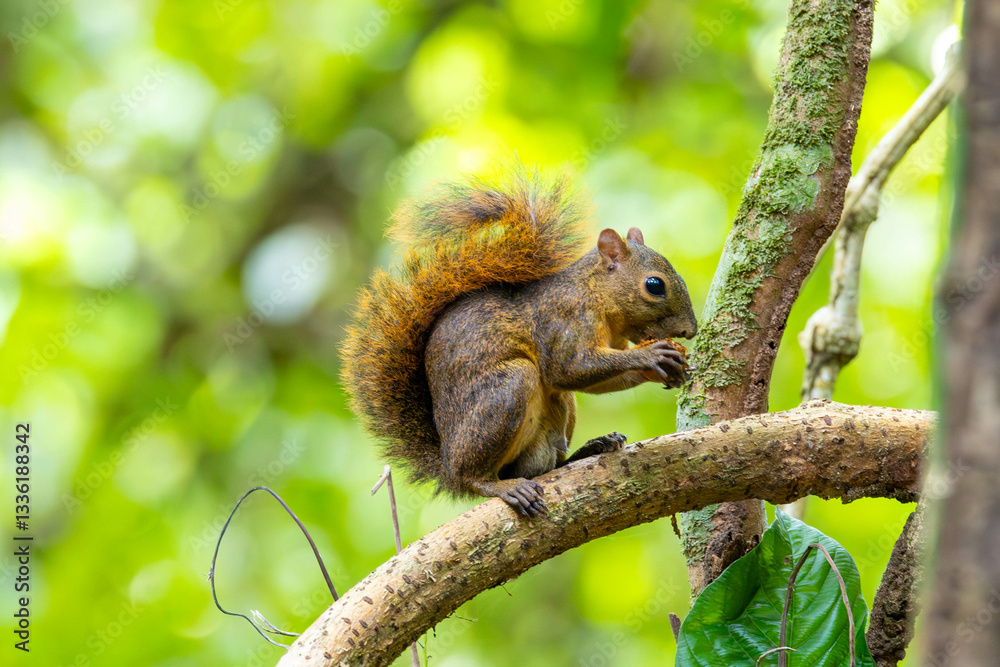 eichhörnchen, tier, baum, natur, nager, wild lebende tiere, säugetier, frack, fell, ast, hübsch, wild, wald, rot, nuss, braun, essen, flaumig, costa rica