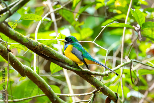 Obraz na płótnie Black-throyted Trogon, bird, wild lebende tiere, tier, natur, wild, schnabel, baum, ast, feather, costa rica, exotisch, dschungel, gelb, schön, bunt, blau, green w salonie