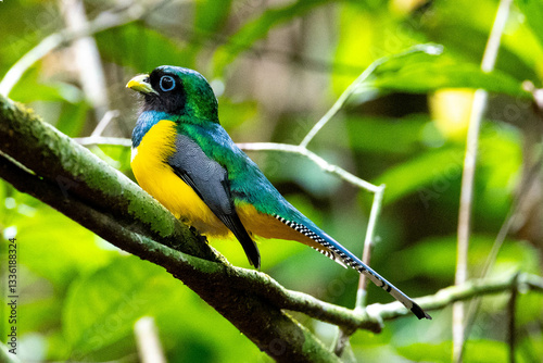 Obraz na płótnie Black-throyted Trogon, bird, wild lebende tiere, tier, natur, wild, schnabel, baum, ast, feather, costa rica, exotisch, dschungel, gelb, schön, bunt, blau, green, w salonie