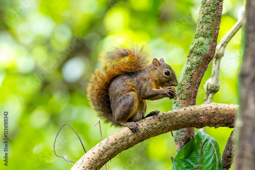 Obraz na płótnie eichhörnchen, tier, baum, natur, nager, wild lebende tiere, säugetier, frack, fell, ast, hübsch, wild, wald, rot, nuss, braun, essen, flaumig, costa rica w salonie