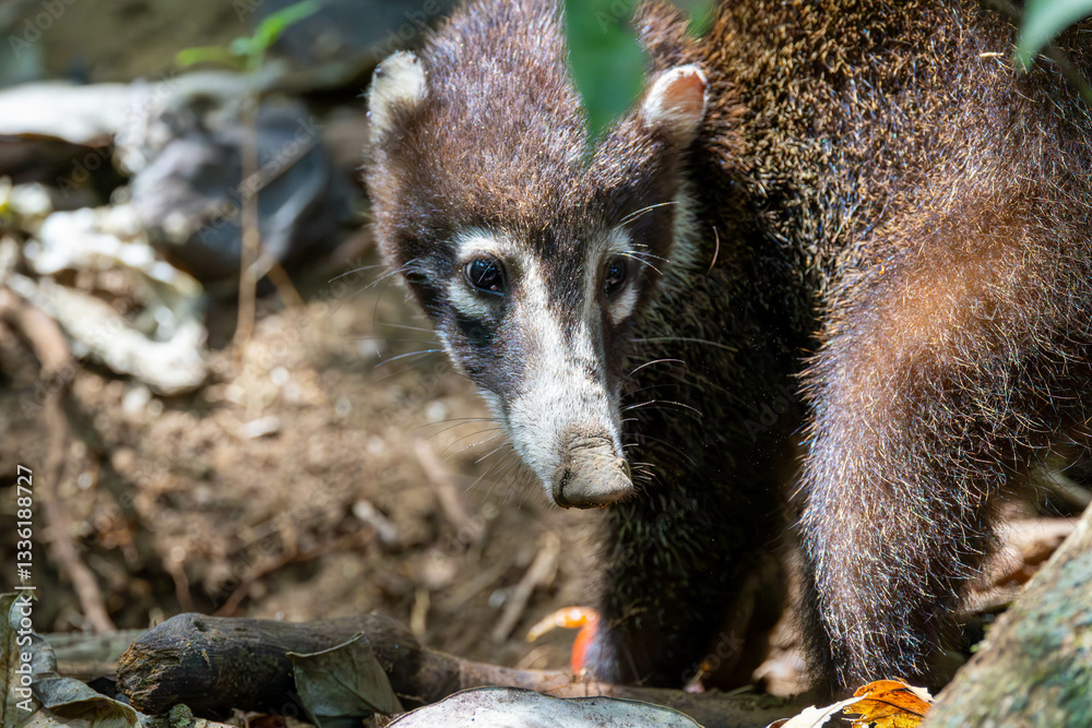 White Nosed Coati, tier, säugetier, natur, braun, wild lebende tiere, wild, fell, costa rica