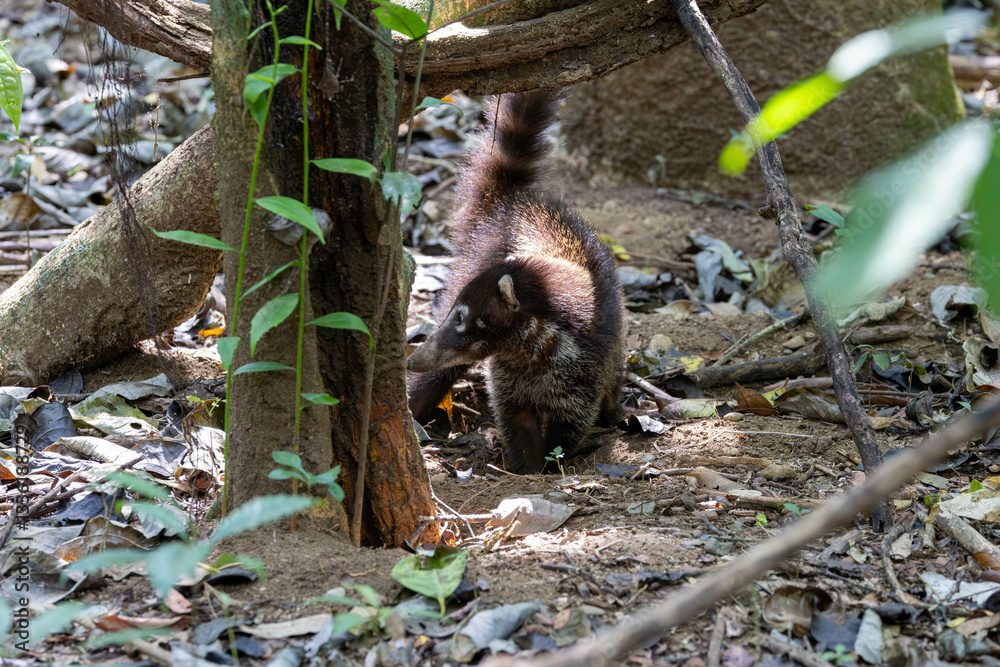 White Nosed Coati, tier, säugetier, natur, braun, wild lebende tiere, wild, fell, costa rica