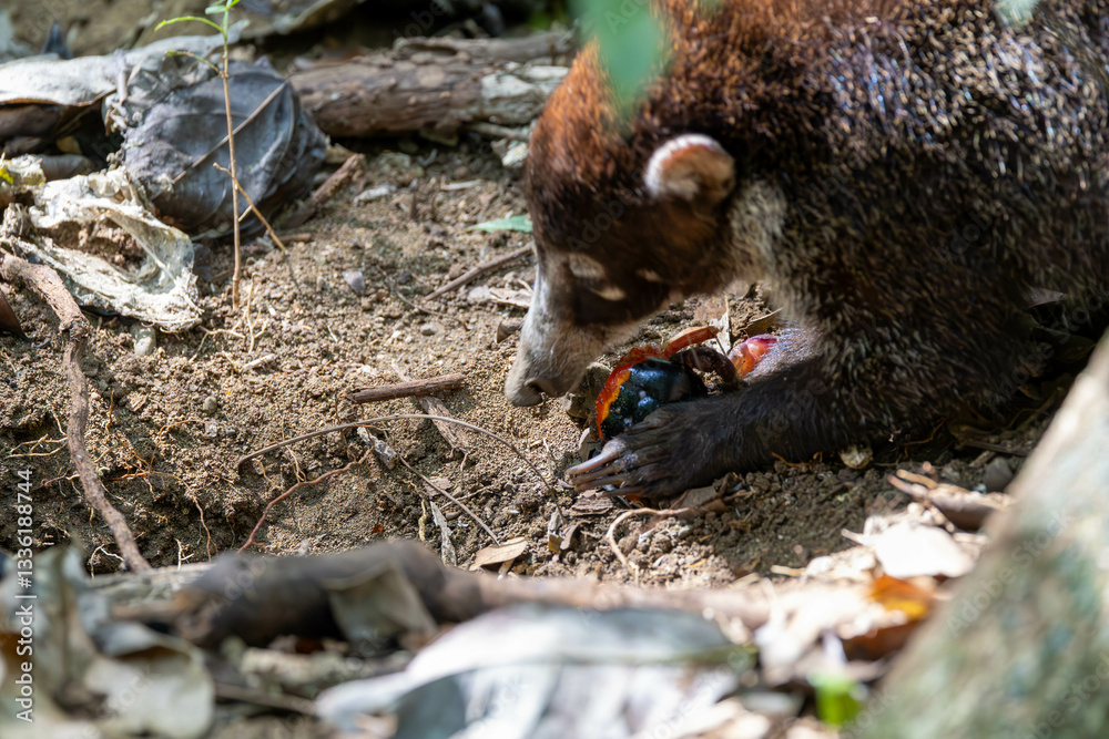 White Nosed Coati, tier, säugetier, natur, braun, wild lebende tiere, wild, fell, costa rica