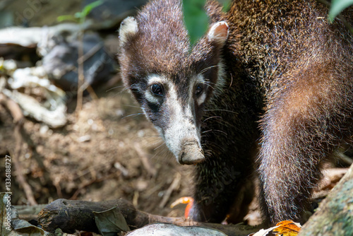 Obraz na płótnie White Nosed Coati, tier, säugetier, natur, braun, wild lebende tiere, wild, fell, costa rica w salonie