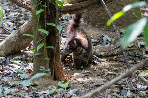 Obraz na płótnie White Nosed Coati, tier, säugetier, natur, braun, wild lebende tiere, wild, fell, costa rica w salonie