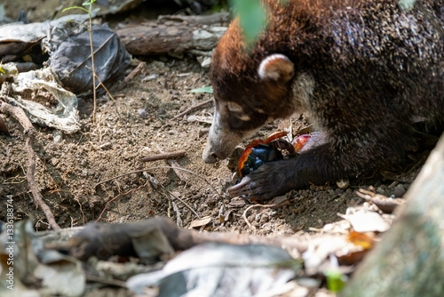 Obraz na płótnie White Nosed Coati, tier, säugetier, natur, braun, wild lebende tiere, wild, fell, costa rica w salonie