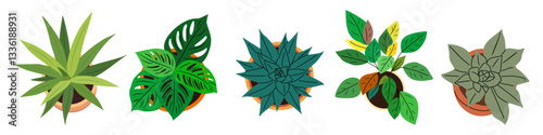 Set of different house plants top view. Potted flowers colorful icons for landscape, architectural, interior design. Hand drawn Vector flat illustrations isolated on transparent background.