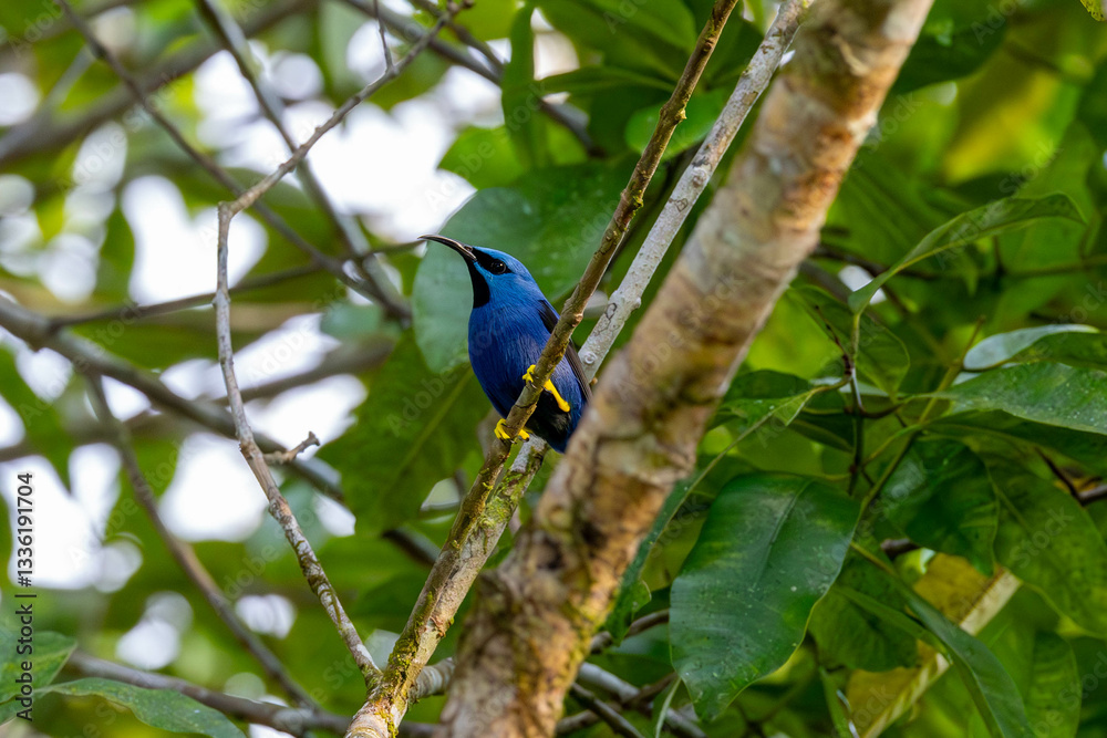 Blue Honeycreepers, bird, wild lebende tiere, tier, natur, wild, schnabel, baum, ast, feather, costa rica, exotisch, dschungel,