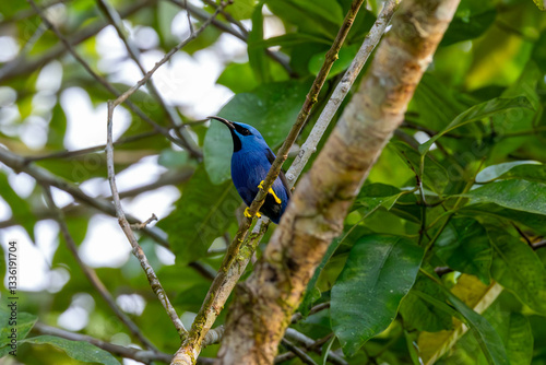 Obraz na płótnie Blue Honeycreepers, bird, wild lebende tiere, tier, natur, wild, schnabel, baum, ast, feather, costa rica, exotisch, dschungel, w salonie