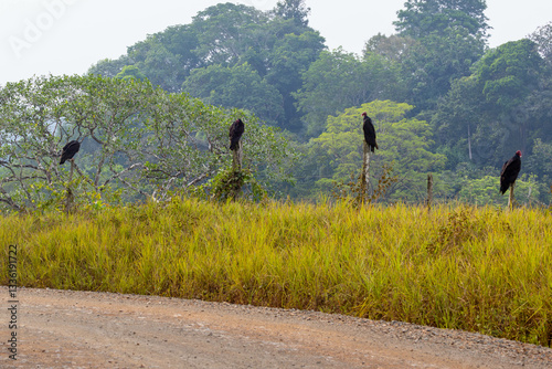 Obraz na płótnie Turkey Vultures, bird, wild lebende tiere, tier, natur, wild, schnabel, baum, ast, feather, costa rica, exotisch, dschungel, greifvogel w salonie