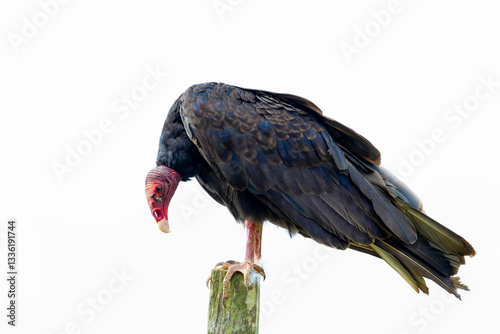 Turkey Vultures, bird, wild lebende tiere, tier, natur, wild, schnabel, baum, ast, feather, costa rica, exotisch, dschungel, greifvogel