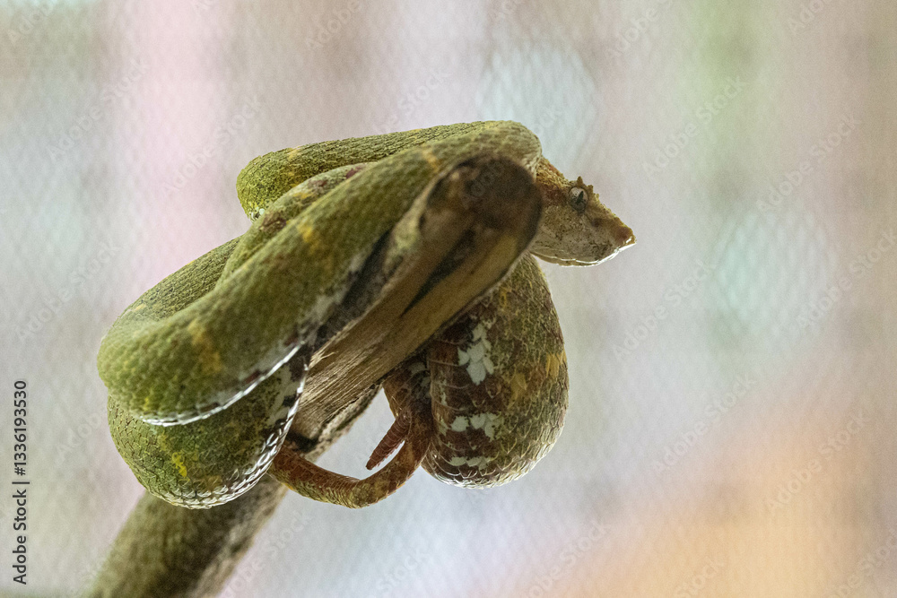 Greifschwanz-Lanzenotter, Bocaraca Comun, Snake, wild lebende tiere, tier, natur, wild, schnabel, baum, ast, feather, costa rica, exotisch, dschungel, regenwald, costa, amphibie
