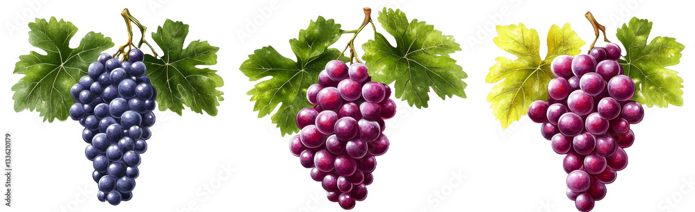 Fototapeta premium [Transparent Background PNG]Three bunches of Grapes in Different Colors