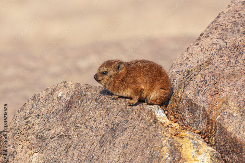 Obraz premium Rock Hyrax (Procavia capensis) young perched on rock, Augrabies falls national park, South-Africa