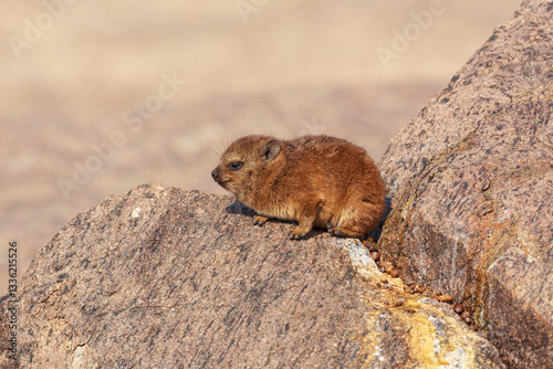  Rock Hyrax (Procavia capensis) young perched on rock, Augrabies falls national park, South-Africa
