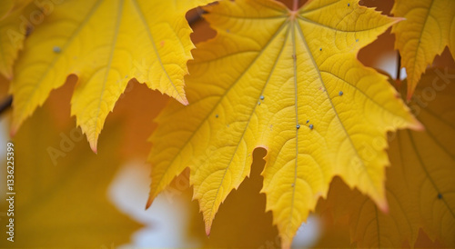 yellow maple leaves, leaf, autumn, maple, fall, isolated, nature, leaves, yellow, tree, red, season, orange, white, plant, color, green, foliage, brown, object, botany, bright, closeup, macro, october