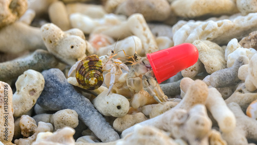 Closeup of hermit crab using piece of bright red plastic trash as shell communicating with hermit crab with traditional shell