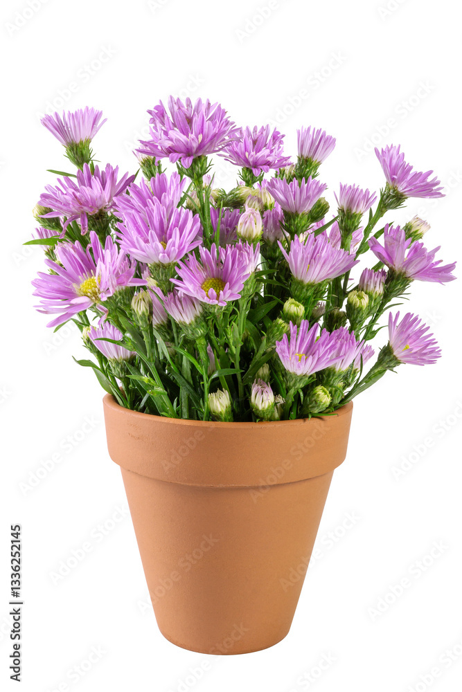 Soft purple aster flowers in a plain terracotta pot against a white background, highlighting their natural beauty and simplicity. Soft purple aster flowers in a plain terracotta pot against a white background, highlighting their natural beauty and simplicity.