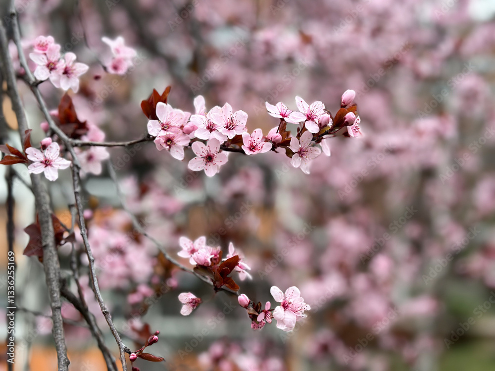 Cherry blossoms on thin branches with a soft background. Concept of spring, renewal nature and season Cherry blossoms on thin branches with a soft background. Concept of spring, renewal nature and season