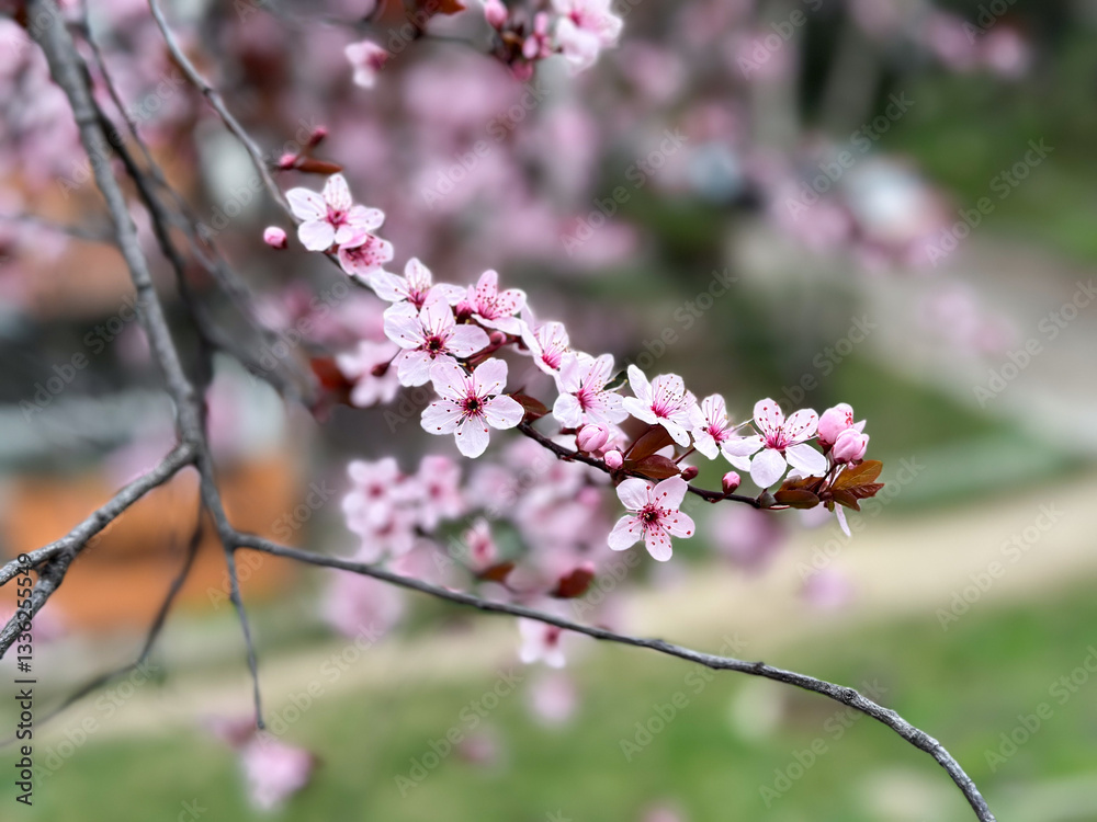 Cherry blossoms on thin branches with a soft background. Concept of spring, renewal nature and season
