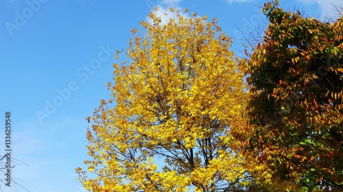 It is autumn, the sky is blue and the maple trees are turning yellow.하늘은 파랗고 물푸레나무가 노랗게 물드는 가을입니다.