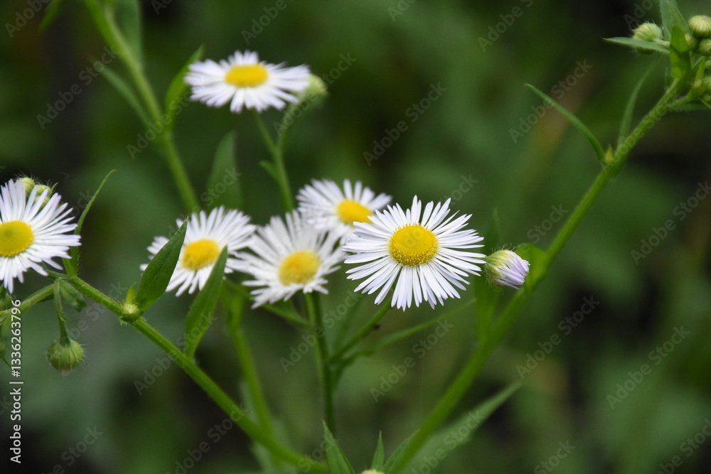 Erigeron Flower in a Meadow: A Delicate Natural Beauty
Erigeron Flower in a Meadow: A Delicate Natural Beauty