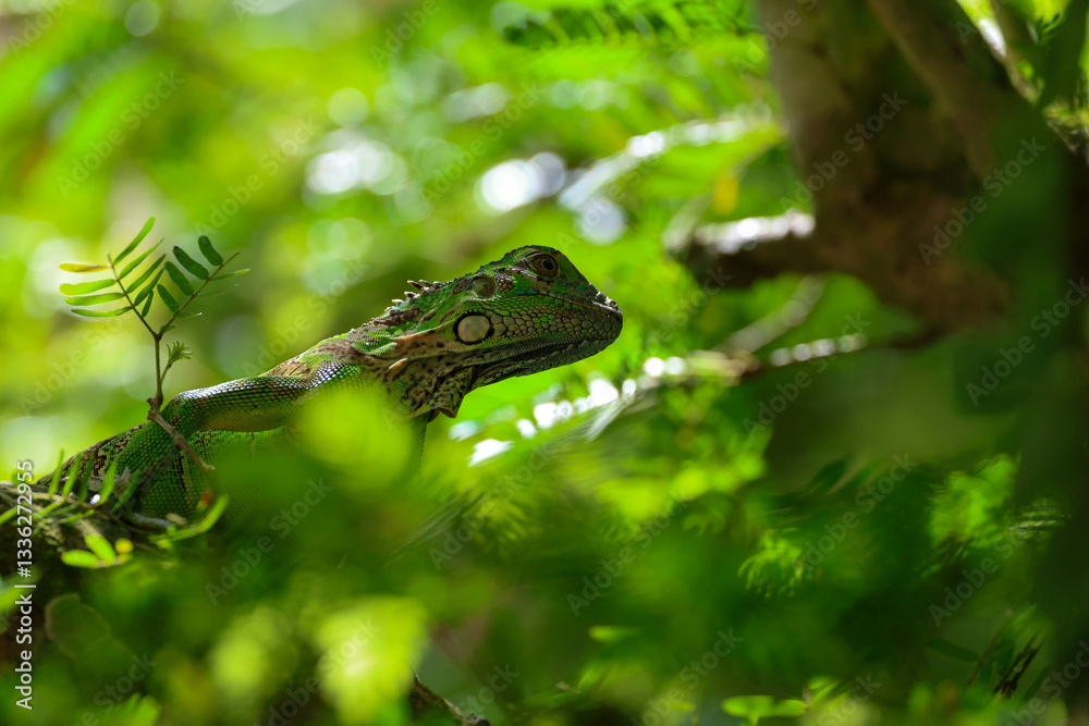 iguana, eidechse, green, reptil, tier, natur, wild lebende tiere, leguan, baum, tropisch, drache, ast, fauna, basilisk, amphibie, pflanze