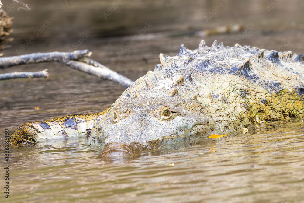 crocodile, wasser, wild lebende tiere, green, fluss, costa rica