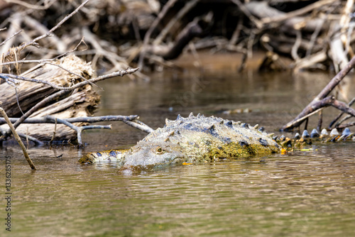 crocodile, wasser, wild lebende tiere, green, fluss, costa rica