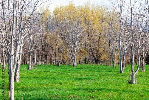Willows with spring leaves among young poplars