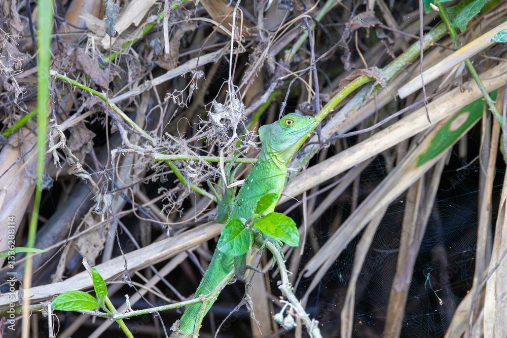 basilisk, natur, green, eidechse, wild lebende tiere, tier, reptil, amphibie, costa rica