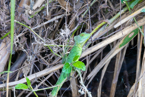 Obraz na płótnie basilisk, natur, green, eidechse, wild lebende tiere, tier, reptil, amphibie, costa rica w salonie