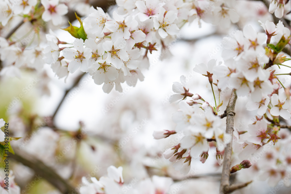 Springtime background with white spring flower Springtime background with white spring flower