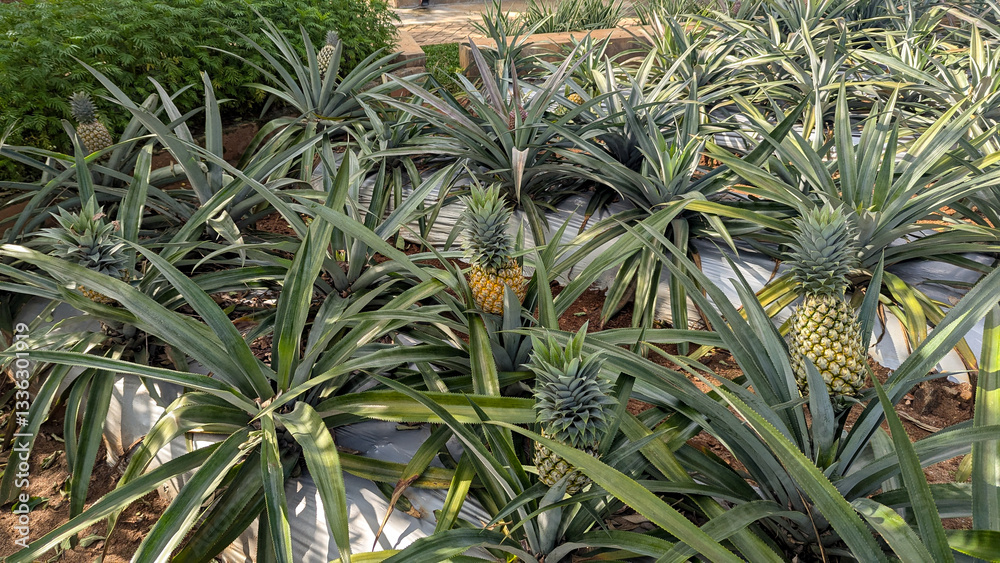 Obraz premium Pineapple Ananas comosus plants with sword like leaves and fruit growing in garden