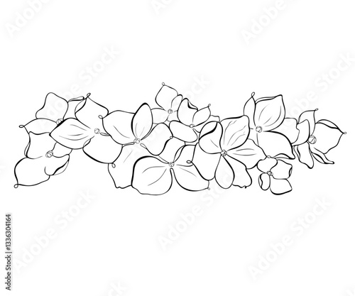 Hydrangea outlined illustration, black and white perfect for prints, coloring books, patterns